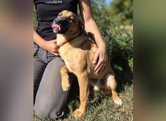 ARAMIS der Hundejunge irrte verloren umher