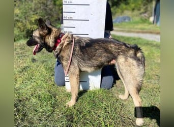 ARWEN wurde herzlos ausgesetzt