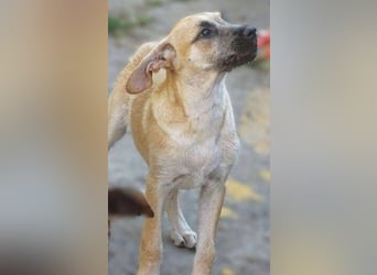 BEA ist eine bezaubernde Junghündin