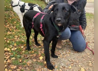 ANA 2 ist ein zauberhaftes Hundemädchen