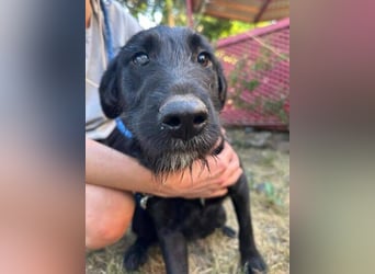 ANA 2 ist ein zauberhaftes Hundemädchen