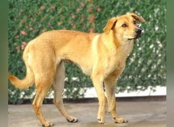 LIA ist dem Tod knapp entkommen