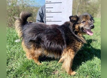 BUGY musste ein elendes Leben fristen