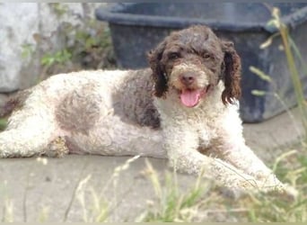 LOCCO 2 bettelt um Rettung