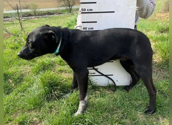 LUCKY 2 sucht sein Glück