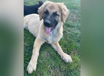 BARON -das Hundekind wurde weggeworfen 