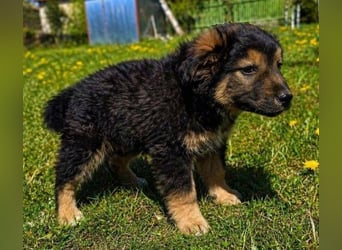 LIMA ist eine goldiges Hundekind