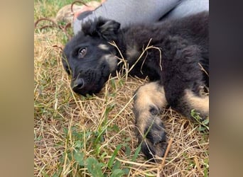 NIKKI das Hundkind wurde ausgesetzt