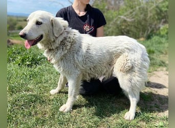 BETSY ist ein fröhliches liebes Hundemädchen