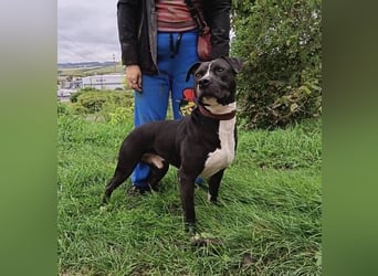 BARON wer kann ihm ein Zuhause schenken?