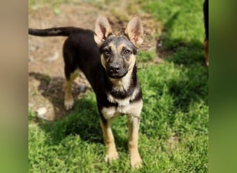 Rina 2 ist ein verspieltes Hundekind