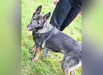 ZOYA wartet sehnsüchtig auf ein liebevolles Zuhause