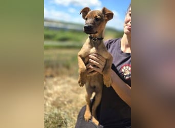 GIMLI ist ein zuckersüßes Hundebaby