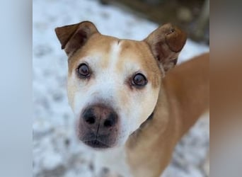 JACK ist eine Seele von Hund