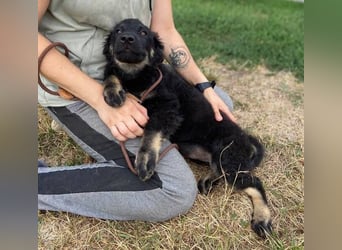 NIKKI das Hundkind wurde ausgesetzt