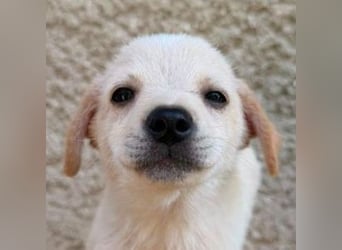 DORI ist ein herziges kleines Hundeherzchen