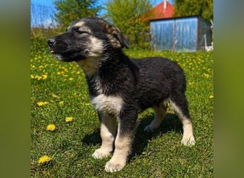 LUCAS kleiner Hundejunge auf der Suche nach dem großen Glück
