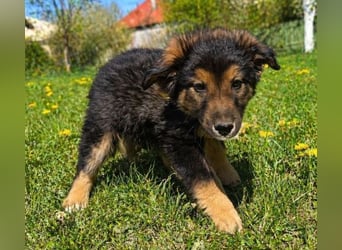 LIMA ist eine goldiges Hundekind