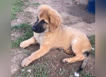 BARON -das Hundekind wurde weggeworfen 