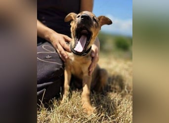 GIMLI ist ein zuckersüßes Hundebaby
