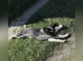 KEZIA , süßes HuskyMix Mädchen