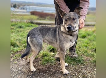 BRENDA ist eine zarte, liebevolle Hündin