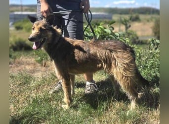 HUSCHI - bettelt um ein bisschen Glück