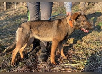 SOFIA irrte verzweifelt umher