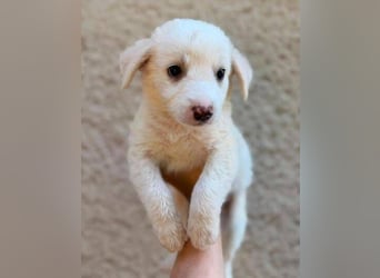 WILLOW ist ein flauschiges Hundemädchen