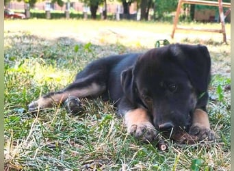 FLOKY , der kleine Hundebub wurde ausgesetzt