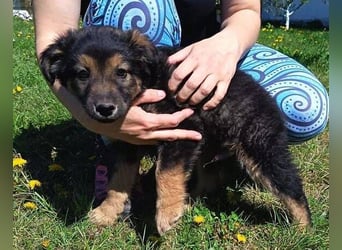 LIMA ist eine goldiges Hundekind