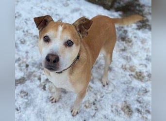 JACK ist eine Seele von Hund