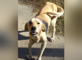 BAK schwebt in großer Gefahr