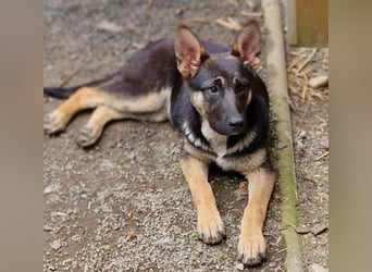 RONA sucht nach Zuwendung