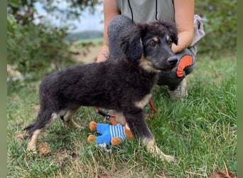LORI das arme Hundekind wurde im Stich gelassen