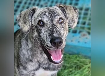 TIGRA sucht ein liebevolles Zuhause