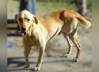 BAK schwebt in großer Gefahr
