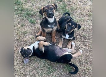 LEO 2 Wer schenkt dem Hundekind ein Zuhause?