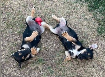 LEO 2 Wer schenkt dem Hundekind ein Zuhause?