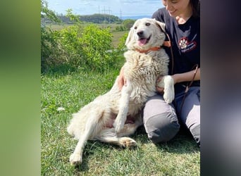 BETSY ist ein fröhliches liebes Hundemädchen