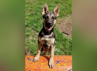 Rina 2 ist ein verspieltes Hundekind