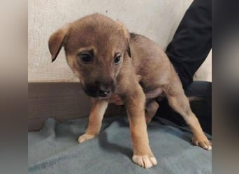TINA das Hundebaby wurde ausgesetzt