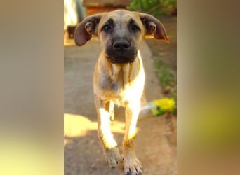 BEA ist eine bezaubernde Junghündin