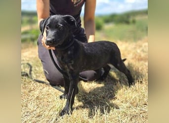 BELLA das Hundebaby wurde herzlos entsorgt