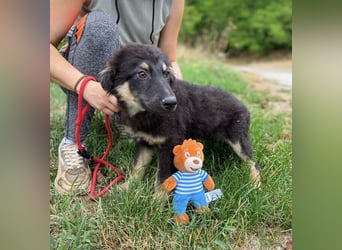 LORI das arme Hundekind wurde im Stich gelassen