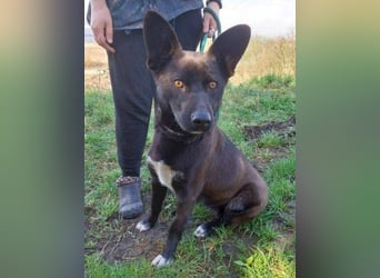 SYRIA wäre eine tolle Begleiterin