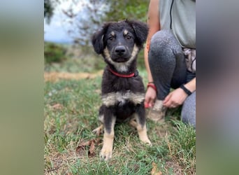 LORI das arme Hundekind wurde im Stich gelassen