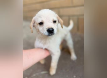 DORI ist ein herziges kleines Hundeherzchen