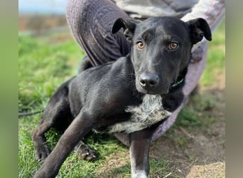 LUCKY 2 sucht sein Glück