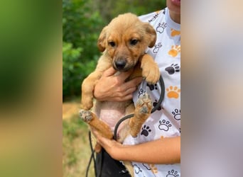 KYRA -das Hundebaby wurde "weggeworfen "